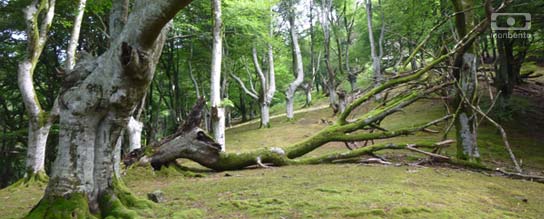 mon bento balade en nature