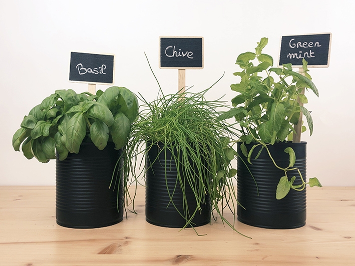 DIY mini garden aromatic herbs chives mint basil tin cans recycle